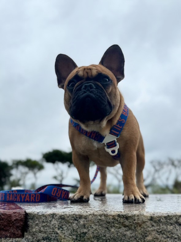 LINE_ALBUM_インスタ素材_260106_4